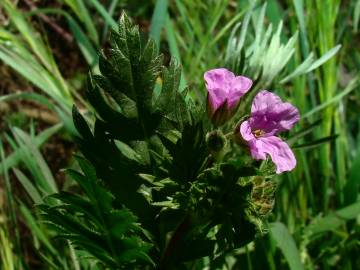 Fotografia da espécie Erodium botrys