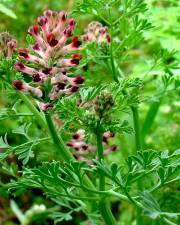 Fotografia da espécie Fumaria officinalis