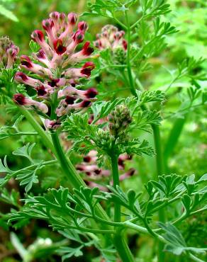 Fotografia 1 da espécie Fumaria officinalis subesp. officinalis no Jardim Botânico UTAD