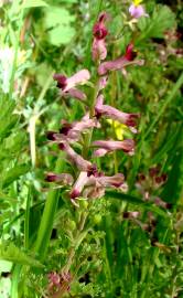 Fotografia da espécie Fumaria officinalis subesp. officinalis