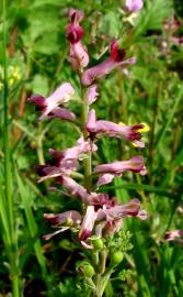 Fotografia da espécie Fumaria officinalis subesp. officinalis