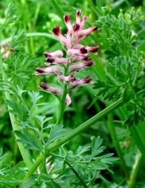 Fotografia da espécie Fumaria officinalis subesp. officinalis