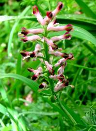 Fotografia da espécie Fumaria officinalis subesp. officinalis