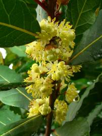 Fotografia da espécie Laurus nobilis