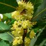 Fotografia 7 da espécie Laurus nobilis do Jardim Botânico UTAD