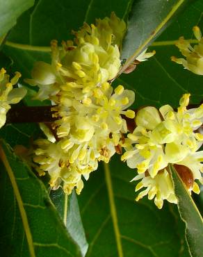 Fotografia 8 da espécie Laurus nobilis no Jardim Botânico UTAD