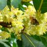 Fotografia 9 da espécie Laurus nobilis do Jardim Botânico UTAD