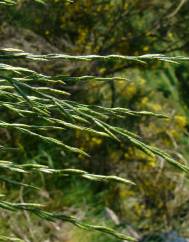 Micropyrum tenellum