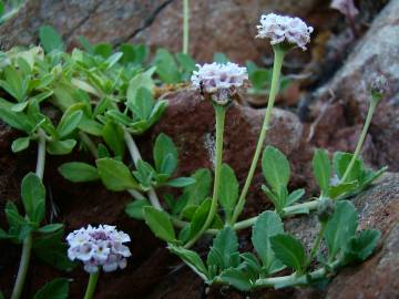 Fotografia da espécie Phyla filiformis