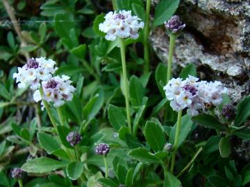 Fotografia da espécie Phyla filiformis