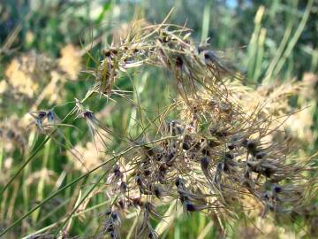 Fotografia da espécie Poa bulbosa