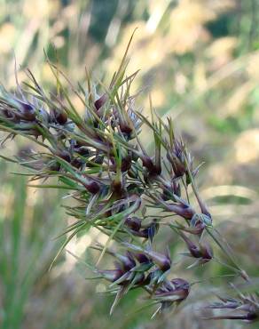 Fotografia 3 da espécie Poa bulbosa no Jardim Botânico UTAD