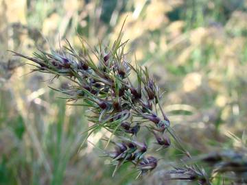 Fotografia da espécie Poa bulbosa