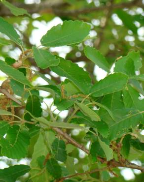 Fotografia 5 da espécie Quercus canariensis no Jardim Botânico UTAD