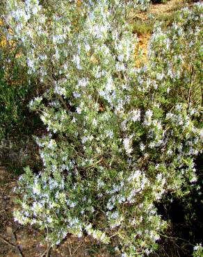 Fotografia 5 da espécie Rosmarinus officinalis var. officinalis no Jardim Botânico UTAD