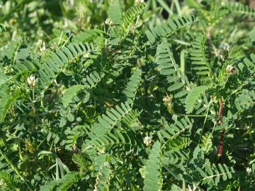 Fotografia da espécie Astragalus boeticus