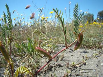 Fotografia da espécie Astragalus boeticus