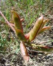 Fotografia da espécie Astragalus boeticus