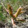 Fotografia 1 da espécie Astragalus boeticus do Jardim Botânico UTAD