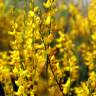 Fotografia 1 da espécie Genista micrantha do Jardim Botânico UTAD