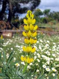 Fotografia da espécie Lupinus luteus