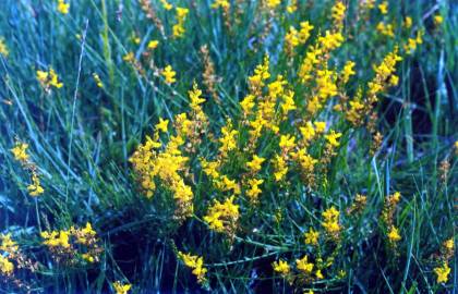 Fotografia da espécie Genista micrantha