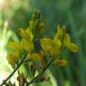 Fotografia 4 da espécie Genista micrantha do Jardim Botânico UTAD