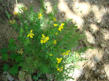 Fotografia da espécie Genista tournefortii subesp. tournefortii