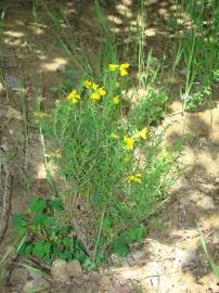 Fotografia da espécie Genista tournefortii subesp. tournefortii