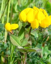 Fotografia da espécie Lotus corniculatus