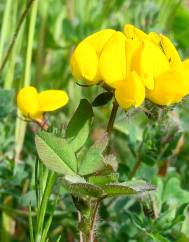 Lotus corniculatus subesp. corniculatus