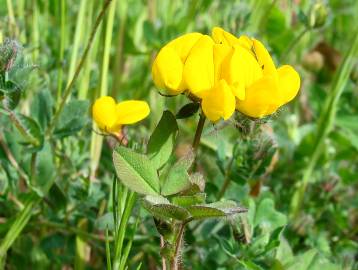 Fotografia da espécie Lotus corniculatus subesp. corniculatus