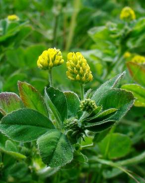 Fotografia 1 da espécie Medicago arabica no Jardim Botânico UTAD