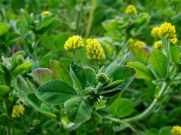 Fotografia da espécie Medicago arabica