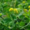 Fotografia 1 da espécie Medicago arabica do Jardim Botânico UTAD