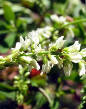 Fotografia 1 da espécie Melilotus albus no Jardim Botânico UTAD