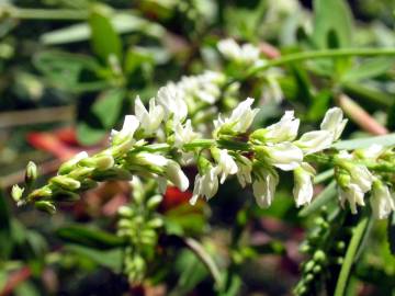 Fotografia da espécie Melilotus albus