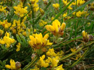 Fotografia da espécie Pterospartum tridentatum subesp. cantabricum