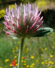 Fotografia da espécie Trifolium hirtum