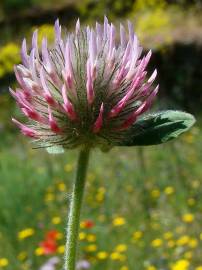 Fotografia da espécie Trifolium hirtum