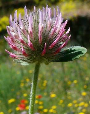 Fotografia 1 da espécie Trifolium hirtum no Jardim Botânico UTAD