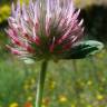 Fotografia 1 da espécie Trifolium hirtum do Jardim Botânico UTAD