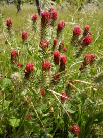 Fotografia da espécie Trifolium incarnatum