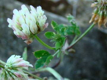 Fotografia da espécie Trifolium nigrescens subesp. nigrescens