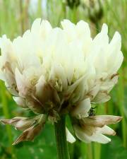 Fotografia da espécie Trifolium repens