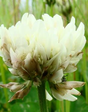 Fotografia 1 da espécie Trifolium repens var. repens no Jardim Botânico UTAD