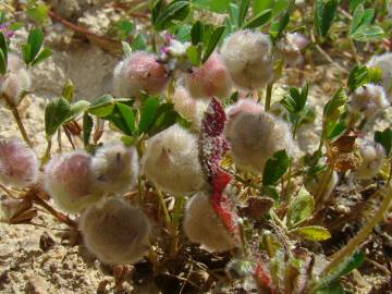 Fotografia da espécie Trifolium tomentosum