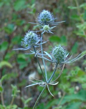 Fotografia 1 da espécie Eryngium tenue no Jardim Botânico UTAD