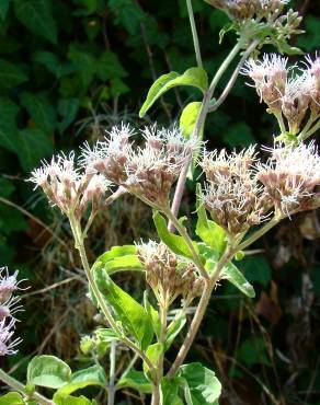 Fotografia 6 da espécie Eupatorium cannabinum subesp. cannabinum no Jardim Botânico UTAD