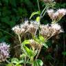 Fotografia 6 da espécie Eupatorium cannabinum subesp. cannabinum do Jardim Botânico UTAD